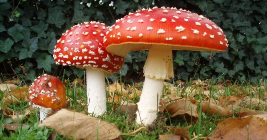 Amanita Muscaria